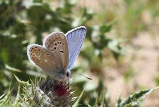 okgzl Turkuvaz Mavisi (Polyommatus dorylas)