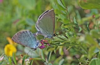 Karagz Mavisi (Glaucopsyche alexis)