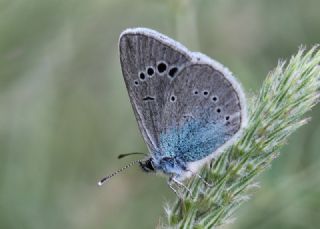 Karagz Mavisi (Glaucopsyche alexis)