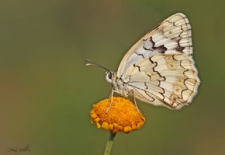 Anadolu Melikesi (Melanargia larissa)