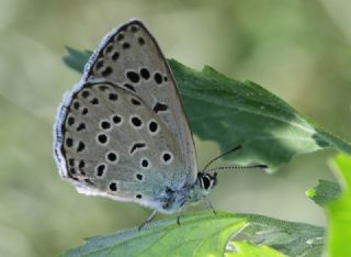 Byk Korubeni (Phengaris arion)