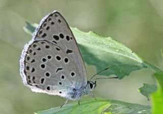 Byk Korubeni (Phengaris arion)
