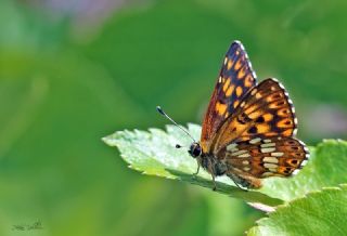 ncili Kelebek (Hamearis lucina)