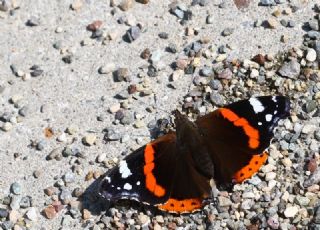 Atalanta (Vanessa atalanta)