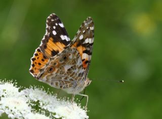 Diken Kelebei (Vanessa cardui)