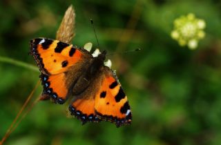 Aglais (Aglais urticae)