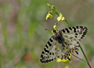 Orman Fistosu (Allancastria  cerisyi)