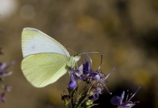 Da Beyazmelei (Pieris ergane)