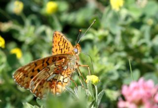Beyaz nci (Clossiana euphrosyne)