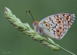 Niyobe (Fabriciana niobe)