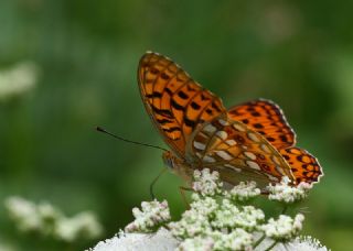 Byk nci (Fabriciana adippe)