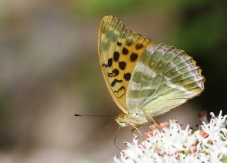 Cengaver (Argynnis paphia)
