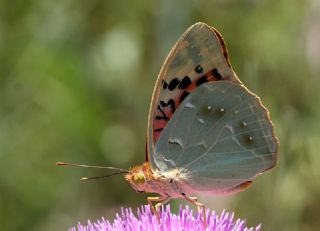 Bahadr (Argynnis pandora)