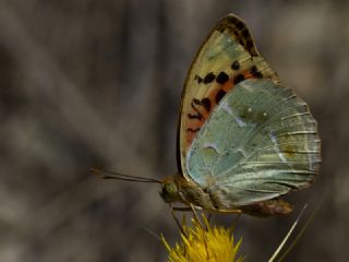 Bahadr (Argynnis pandora)