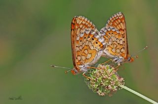 Nazuum (Euphydryas aurinia)