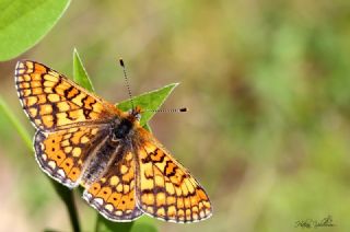 Nazuum (Euphydryas aurinia)