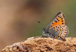 Akbes Gelincii (Tomares nesimachus)