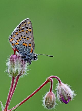 Akbes Gelincii (Tomares nesimachus)