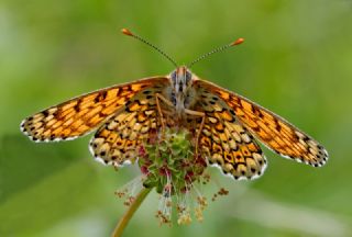 parhan (Melitaea cinxia)
