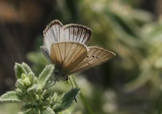 okgzl Anadolu Beyaz (Polyommatus menalcas)