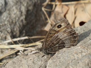 Seyit (Arethusana arethusa)