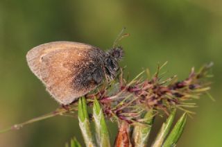 Kk Zpzp Perisi (Coenonympha pamphilus)