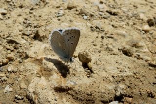 okgzl Dafnis (Polyommatus daphnis)