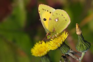 Sar Azamet (Colias croceus)