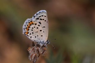 Himalaya Mavisi (Pseudophilotes vicrama)