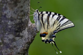 Erik Krlangkuyruk (Iphiclides podalirius)