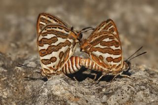 eytanck (Cigaritis acamas)
