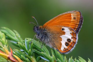 Funda Zpzp Perisi (Coenonympha arcania)