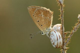 Anormal okgzl (Polyommatus admetus)