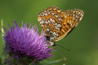 Benekli Byk parhan (Melitaea phoebe)