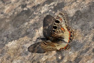 Yalanc Apollo (Archon apollinus)