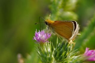 Siyah Antenli Zpzp (Thymelicus lineolus)