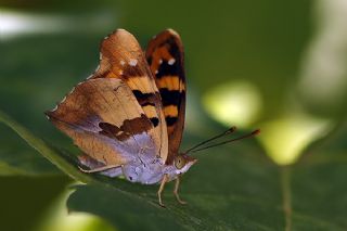 Anadolu ehzadesi (Thaleropis ionia)