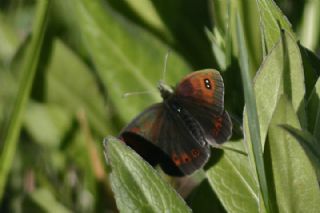 Harem Gzelesmeri (Erebia ottomana)
