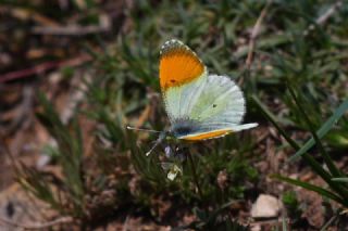 Step Ssls (Anthocharis gruneri)