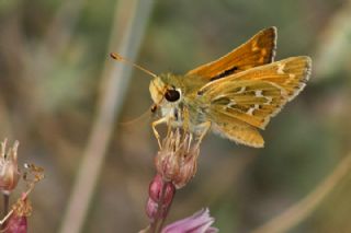 Gm Benekli Zpzp (Hesperia comma)