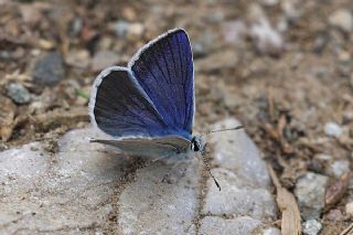 Lacivert Anadolu okgzls (Polyommatus actis )