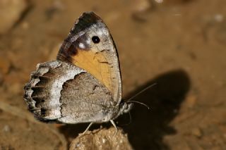 Anadolu Pirireisi (Satyrus favonius)