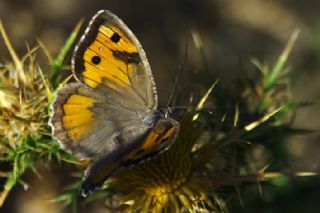 Anadolu Yalanccads (Pseudochazara anthelea)