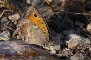 Lidya Yalanccads (Pseudochazara lydia)