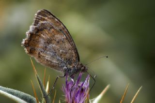 Osmanl Yalanccads (Pseudochazara mamurra)