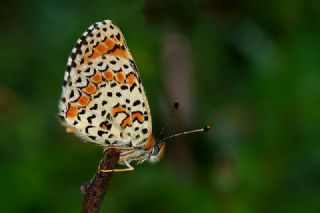 Hatayl parhan (Melitaea collina)