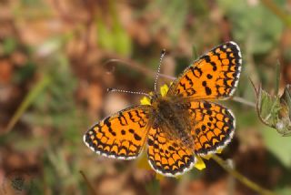 Hatayl parhan (Melitaea collina)