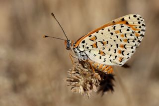 ranl parhan (Melitaea persea)