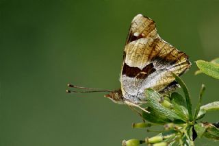 Anadolu ehzadesi (Thaleropis ionia)