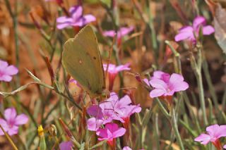 Anadolu Azameti (Colias aurorina)